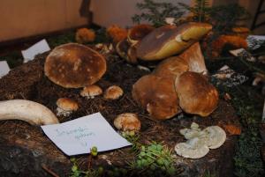 Ob gobarski evforiji je bila tudi razstava bogata 9